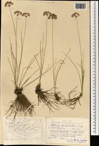 Allium bidentatum Fisch. ex Prokh. & Ikonn.-Gal., Mongolia (MONG) (Mongolia)