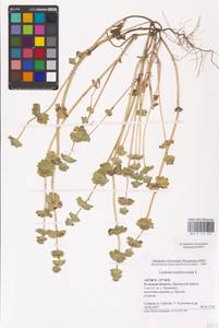 MHA 0 154 479, Lamium amplexicaule L., Eastern Europe, Central region (E4) (Russia)