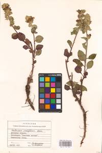 MHA 0 159 044, Verbascum ovalifolium Donn. Sm. ex Sims, Eastern Europe, South Ukrainian region (E12) (Ukraine)