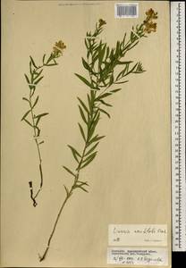 Linaria acutiloba Fisch. ex Rchb., Mongolia (MONG) (Mongolia)