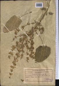 Salvia sclarea L., Middle Asia, Western Tian Shan & Karatau (M3) (Uzbekistan)