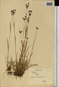 Luzula multiflora subsp. frigida (Buchenau) V. I. Krecz., Eastern Europe, Northern region (E1) (Russia)