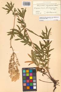 Filipendula angustiloba (Turcz. ex Fisch. & C. A. Mey.) Maxim., Siberia, Russian Far East (S6) (Russia)
