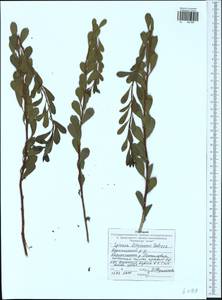 Spiraea crenata subsp. crenata, Eastern Europe, Central region (E4) (Russia)