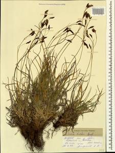 Carex tristis M.Bieb., Caucasus, North Ossetia, Ingushetia & Chechnya (K1c) (Russia)