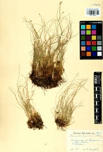 Carex parallela subsp. redowskiana (C.A.Mey.) T.V.Egorova, Siberia, Baikal & Transbaikal region (S4) (Russia)