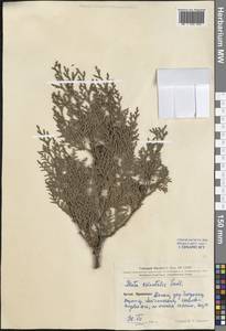 Platycladus orientalis (L.) Franco, South Asia, South Asia (Asia outside ex-Soviet states and Mongolia) (ASIA) (China)