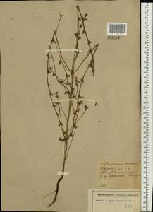 Buglossoides arvensis (L.) I. M. Johnst., Eastern Europe, North-Western region (E2) (Russia)