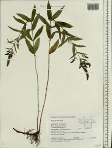 Mentha spicata L., Eastern Europe, Central region (E4) (Russia)