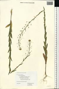 Camelina microcarpa Andrz. ex DC., Eastern Europe, Central region (E4) (Russia)