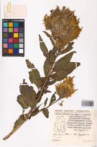 Celosia argentea L., Eastern Europe, Volga-Kama region (E7) (Russia)