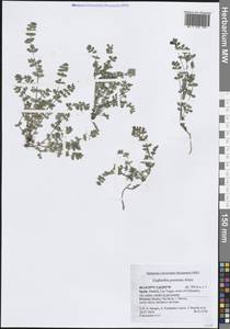 Euphorbia prostrata Aiton, Western Europe (EUR) (Spain)