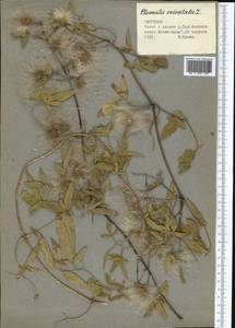 Clematis orientalis L., Middle Asia, Northern & Central Tian Shan (M4) (Kyrgyzstan)