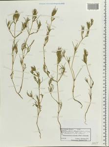 Petrosimonia triandra (Pall.) Simonk., Eastern Europe, Rostov Oblast (E12a) (Russia)