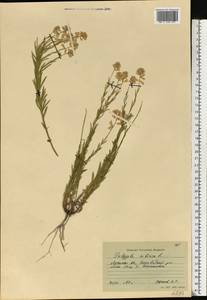 Polygala sibirica L., Eastern Europe, North Ukrainian region (E11) (Ukraine)