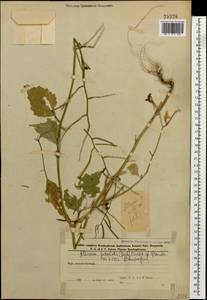 Alliaria petiolata (M.Bieb.) Cavara & Grande, Caucasus, Azerbaijan (K6) (Azerbaijan)