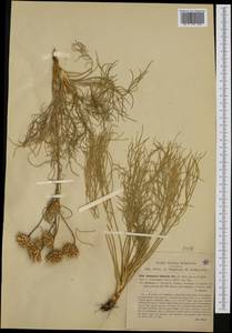 Centaurea filiformis Viv., Western Europe (EUR) (Italy)