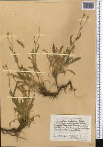Tanacetum santolina C. Winkl., Middle Asia, Western Tian Shan & Karatau (M3) (Kazakhstan)