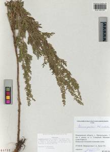 Artemisia gmelinii Weber ex Stechm., Siberia, Altai & Sayany Mountains (S2) (Russia)