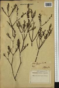 Salix purpurea, Western Europe (EUR) (Germany)