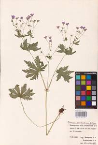 Geranium pseudosibiricum J. Mayer, Eastern Europe, Eastern region (E10) (Russia)