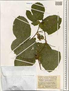 Passiflora quadrangularis L., Africa (AFR) (Seychelles)