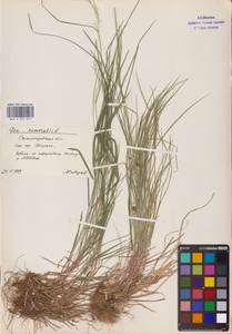 Poa nemoralis L., Eastern Europe, Lower Volga region (E9) (Russia)