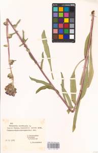 Campanula cervicaria L., Eastern Europe, Belarus (E3a) (Belarus)