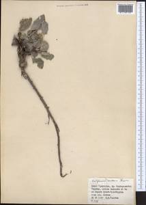 Hedysarum omissum Korotkova ex Kovalevsk., Middle Asia, Western Tian Shan & Karatau (M3) (Kazakhstan)