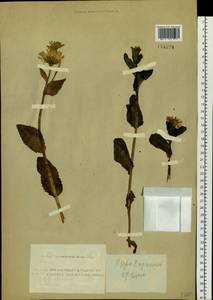 Doronicum altaicum Pall., Siberia, Altai & Sayany Mountains (S2) (Russia)