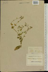 Atocion armeria (L.) Fourr., Eastern Europe, North Ukrainian region (E11) (Ukraine)