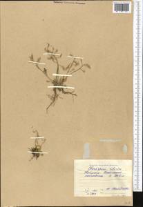 Chorispora sibirica (L.) DC., Middle Asia, Western Tian Shan & Karatau (M3) (Kyrgyzstan)