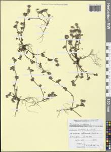 Trifolium scabrum L., Caucasus, Black Sea Shore (from Novorossiysk to Adler) (K3) (Russia)