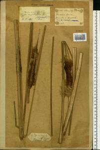 Typha angustifolia L., Eastern Europe, Rostov Oblast (E12a) (Russia)