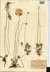 Oreomecon croceum (Ledeb.) Banfi, Bartolucci, J.-M.Tison & Galasso, Middle Asia, Northern & Central Tian Shan (M4) (Kazakhstan)
