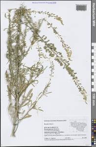 Reseda lutea L., Eastern Europe, Central region (E4) (Russia)