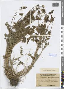Astragalus brachytropis (Steven) C.A.Mey., Caucasus, South Ossetia (K4b) (South Ossetia)