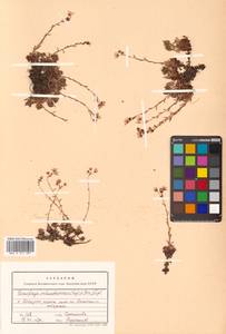 Saxifraga cherlerioides D. Don, Siberia, Russian Far East (S6) (Russia)