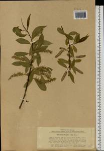 Salix silesiaca Willd., Eastern Europe, North Ukrainian region (E11) (Ukraine)