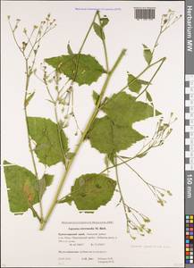 Lapsana communis subsp. grandiflora (M. Bieb.) P. D. Sell, Caucasus, Krasnodar Krai & Adygea (K1a) (Russia)