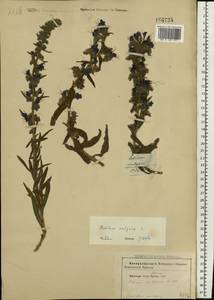 Echium vulgare L., Eastern Europe, South Ukrainian region (E12) (Ukraine)