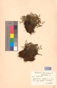 Asplenium ruta-muraria L., Eastern Europe, Eastern region (E10) (Russia)