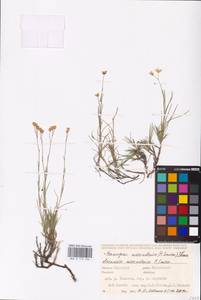 Eremogone saxatilis (L.) Ikonn., Eastern Europe, Eastern region (E10) (Russia)