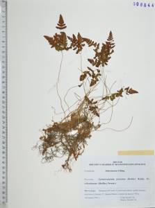 Gymnocarpium jessoense (Koidz.) Koidz., Siberia, Russian Far East (S6) (Russia)