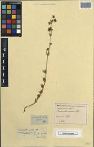 Asperula prostrata (Adams) K.Koch, Caucasus, Georgia (K4) (Georgia)