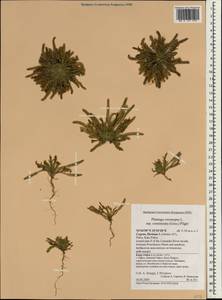 Plantago weldenii Rchb., South Asia, South Asia (Asia outside ex-Soviet states and Mongolia) (ASIA) (Cyprus)