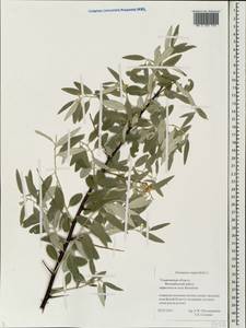 Elaeagnus angustifolia L., Eastern Europe, Middle Volga region (E8) (Russia)
