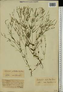 Centaurium pulchellum var. meyeri (Bunge) Omer, Eastern Europe, Lower Volga region (E9) (Russia)