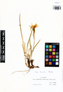 Iris humilis Georgi, Siberia, Baikal & Transbaikal region (S4) (Russia)