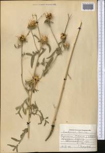 Centaurea iberica Trevis. ex Spreng., Middle Asia, Muyunkumy, Balkhash & Betpak-Dala (M9) (Kazakhstan)